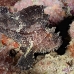 scorpionfish_leaf_mr_h_0071_yap0076.jpg